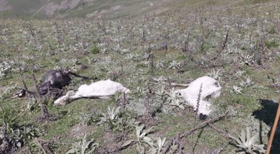 Türkiye'de korkunç olay... Kıyametin ayak sesleri resmen bu... Bir yandan başka bir şey yaşanırken, diğer yandan 98 tanesi titreye titreye öldü - Resim : 1