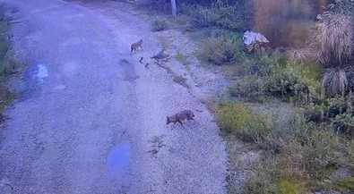 Ormanda aç kalınca insanların oldukları yerlere inmeye başladılar. İki tanesi kameralara takıldı. Çok tehlikeli - Resim : 1