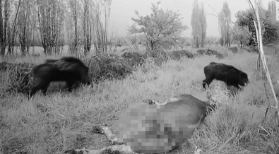 Erzincanlı çoban vahşi yaratıkları dronla kovaladı. Kameraya yansıyan görüntüler dikkat çekti - Resim : 2