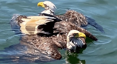 Dünyanın en ürkütücü iki hayvanının ölüm dövüşü...Birbirlerini kanlar içerisinde bırakana kadar vuruyorlar...Yine birbirilerine dolanık halde bulundular - Resim : 1
