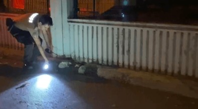 Gece yarısı, bekçilerden yavru kediyi kurtarma operasyonu - Resim : 1