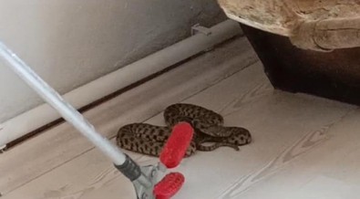 Doğanın vahşi canlısı Elazığ'da bir evin içinde görüldü! Ekipler hemen müdahale etti - Resim : 1
