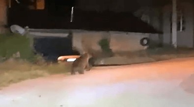 Antalya, Isparta ve Muğla'dan sonra şimdi de Bolu'da ortaya çıktılar... Gece vakti köye kadar indiler... Köy sakini hemen kamerasını açtı - Resim : 1