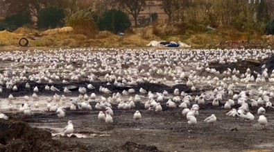 İstanbul'da uçamayan binlerce martı tek bir noktaya toplandı. Uçamamalarının tek bir sebebi var - Resim : 1