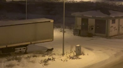 Erzurum'da gecenin zifiri karanlığında ormanın derinliklerinden çıkıp gelen vahşi hayvan yürekleri ağza getirdi - Resim : 1