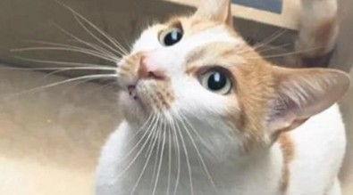 Kedi Eros'tan sonra bir vahşet daha! Yer yine İstanbul! Öğretmen, okulun kedisini 5. kattan aşağıya attı! 'Öğrencileri tehdit etti' iddiası! - Resim : 1