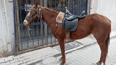 Olay Konya'da... 'Dur' ihtarına uymayıp atıyla kaçan sürücü hakkında çarpıcı bir bilgi daha var - Resim : 1