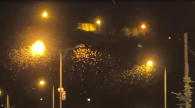 Türkiye'de o bölgede tek tek görülmeye başladılar! Hepsinin yalnızca tek bir günü var... Ölüm danslarını yapıp sonra yok olacaklar - Resim : 1