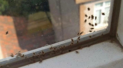 Bir il alarmda! 3 ilçeyi böcekler istila etti - Resim : 1