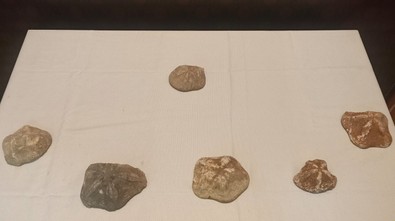 Kaçakçılar satarken yakalandı... Tam 2 milyon yaşında - Resim : 2
