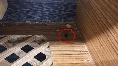 Bugün markete gidecekler dikkat, bu şok görüntüyü görmeyin! Ekmek dolabından çıktı, personel bile dokunamadı - Resim : 1
