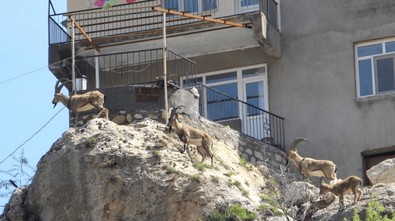 Görenler gözlerini iki defa açıp kapatıyor… Yaban hayatına ait hayvanlar şimdi de mahallede görüldü - Resim : 2