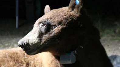 Dağda tam 20 yıldır araştırma yapılıyordu... Araştırmacılar ona ilk kez rastladı... Hemen takip için cihaz takıldı - Resim : 2