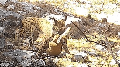 Doğada görüldüğü yerde hemen fotoğrafı çekilmesi gerekiyordu. Türkiye'de ortaya çıktı... Ağzında bir de leş vardı - Resim : 1