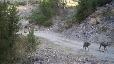 Uzun zamandır onları takip etmek için çalışıyordu. Sonunda amacına ulaştı, hepsini tek tek kaydetti - Resim : 1