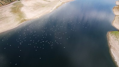 Sıcak iklimlere doğru kanat çırpan martılar dron ile görüntülendi - Resim : 1