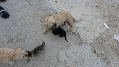 1.5 yaşındaki köpek, anneleri ölen kedilere annelik yapıyor - Resim : 1