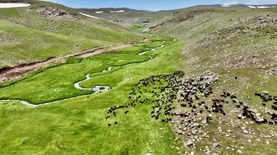 Ağrı'da 2400 rakımda bulunan yayla havadan görüntülendi. Yemyeşil doğasıyla görenlere muhteşem manzaralar sundu - Resim : 2