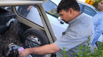 Kütahya'da soyu tükenme tehdidi altındaki bitkin halde canlı bulundu. Ekiplere teslim edildi - Resim : 1