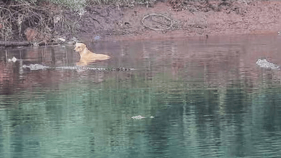 Vahşi sürüngen sürüsü, nehre düşen çaresiz köpeğe beklenmedik bir şey yaptı... Araştırmacıların bu davranışın nedenini araştırmaya başladı - Resim : 1