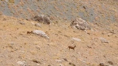 Koruma altındaki yavruyu, yaralı halde bulmuşlardı. Tedavisi tamamlanınca ait olduğu yere bırakıldı. Koşarak ailesinin yanına gitti - Resim : 1