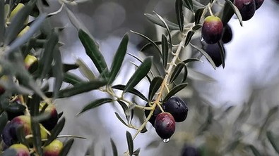 300 yıllık ağaçlarda üretim devam ediyor! Zeytinde rekolte düştü ama verim yüksek - Resim : 1