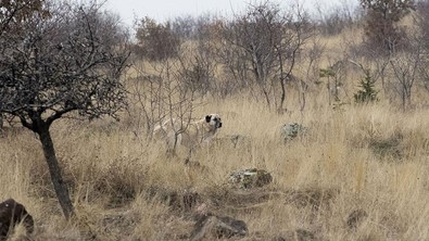 Yerlikaya: ''Ankara'da bir çocuğumuzun başıboş köpeklerce saldırıya uğraması üzerine soruşturma açılmıştır'' - Resim : 1