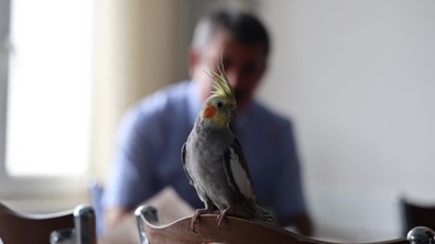 Her kuş güzel öter ama bu kuş bir başka ötüyor! Sahibi öğretti o da ''Ölürüm Türkiyem'' dedi... Çektikleri video ile herkesin ilgisini çekti - Resim : 1