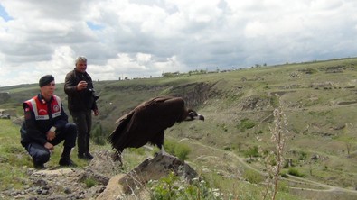 Göklerin vahşi ve asil canlısı 6 ay süren tedavisinin ardından yeniden sağlığına kavuştu! Şimdi özgürce kanat çırpabilir - Resim : 1