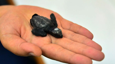 Çanakkale'nin Eceabat sahilinde ilk kez caretta caretta yuvası ve yavruları görüldü - Resim : 1