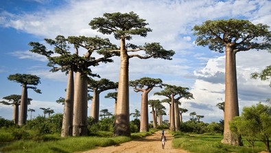 Baobab yağı cildi güzelleştiriyor, tozu ise tokluk hissini arttırıyor - Resim : 1