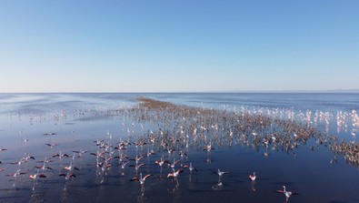 Tuz Gölü’nde görsel şölen! Binlerce yavru flamingo yumurtadan çıktı - Resim : 1