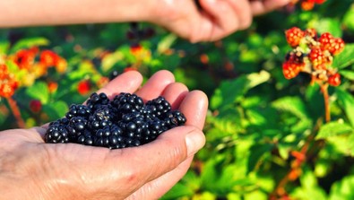 A, B, C vitamini içeriyor! Faydaları saymakla bitmiyor. Hangi yaz meyvesi - Resim : 2