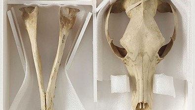 Derileri için ödül verilen hayvanın soyu 87 yıl önce tükenmişti... Bilim insanlarından şoke eden açıklama daha yeni geldi - Resim : 1