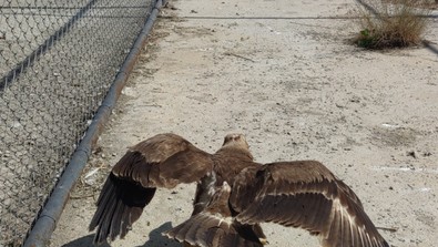 Kargalarla girdikleri mücadelede yara alıp bitkin düşüyorlar. Hayvan koruma merkezinde şu an en çok bulunan tür onlar - Resim : 1