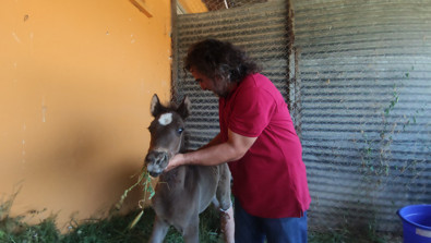 Sahibi ayağı kırılan tayı yol kenarına bırakmıştı. Şimdi tedavisi yapılan minik taya bebek gibi bakılıyor - Resim : 1