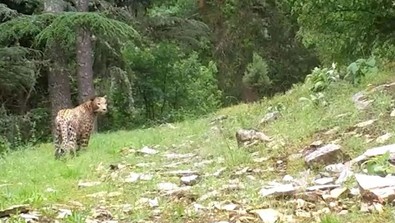 Anadolu Parsı iddialarına yanıt: Cezası 1.2 milyon TL - Resim : 1