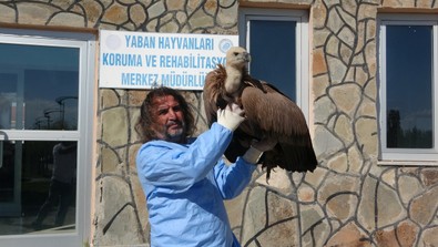 Nesli tükenmekte olan doğanın çöpçüsü, vatandaşlar tarafından ölmek üzereyken bulundu. Tedavi için ekipler hemen yanına koştu - Resim : 1