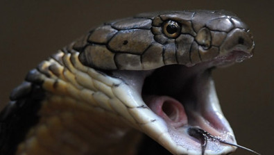 Dünyada en zehirli yılanların olduğu ülkede korkunç bir olay yaşandı. Sıkı durun toprağın her tarafından yılanlar fışkırmaya başlayacak. Araştırmacılar o ülkeye kilitlendi - Resim : 1