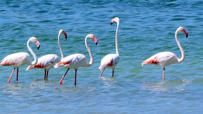 Kurumaya yüz tutan Burdur Gölü'ne flamingo istilası! - Resim : 1