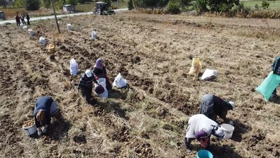 Kilosu 10-13 TL arasında değişen ‘agria’ cinsi patates için hasat vakti geldi - Resim : 1