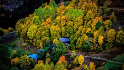 Sakin şehir ünvanlı Şavşat sonbaharın büyüsüne kapıldı, sarı ve turuncunun en güzel tonları Artvin'in Şavşat ilçesini adeta sardı - Resim : 1