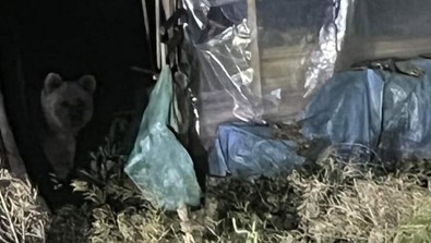 Gece bahçesinden gelen sese bakmayan giden adam, karanlığın içinde gördüğü yaratık ile dehşete düştü. - Resim : 1