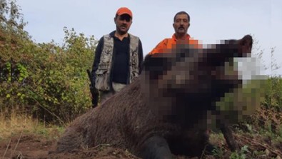 Sinop'ta 300 kiloluk dev canavar köylülerin kabusu oldu. Korkudan terliklerini giyip tarlaya bile gidemiyorlardı. Dev cüssesi vuruldu - Resim : 1