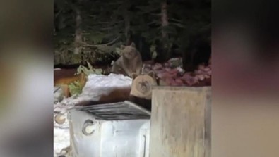 Türkiye için kıyamet alameti deniliyordu, hiç hayra alamet olmadığı kesin. Kış uykusuna yatmadılar. Bursa'da çöpü karıştırdılar - Resim : 1