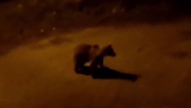 Türkiye için bir felaket haberi de Bursa'dan Karabük'te. Gece şehre kadar gelen canlı herkesi panikletti - Resim : 1