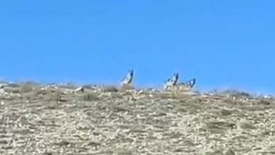 Hayvanlara bakmak için bölgeye giden çiftçiler, vahşi sürüyü fark etti. Vahşi sürü, ziyafet çekmeyi beklerken karşılarında onları görünce kaçacak delik aradı - Resim : 1