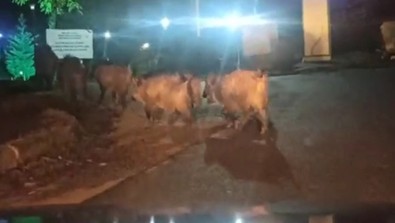 Doğanın süper istilacısı gece aç kalınca yeniden ortaya çıktı. Sürüyü cep telefonuyla kaydettiler - Resim : 1