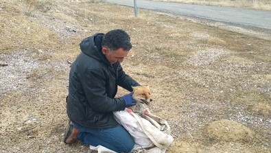 Kahramanmaraş ve Tunceli'de görülen canlı bu kez Sivas'ta ortaya çıktı. Bu sefer tongaya fena bastı. Doğaya geri bıraktı - Resim : 1
