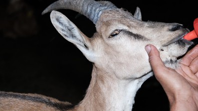 Yaralı ve bitkin vaziyette bulduğu yaban keçisini kendi elleri ile besledi - Resim : 1
